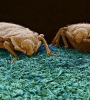 2-bedbugs-up-close